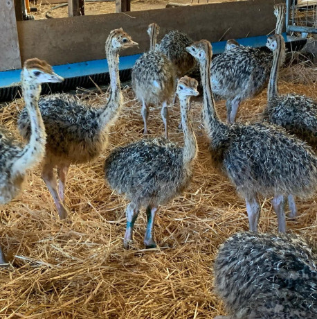 healthy-ostrich-chicks-and-eggs-available-big-0